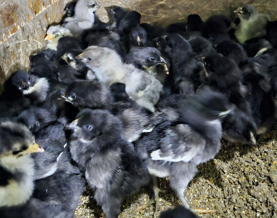 Продаются недельные цыплята