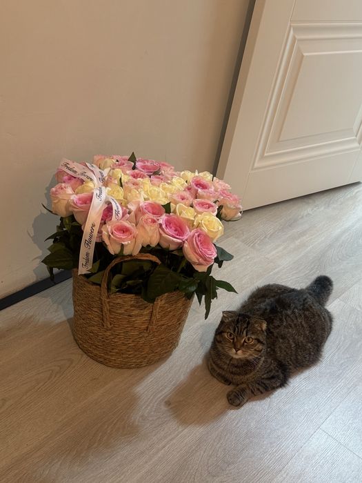 кошка шотландская вислоухая