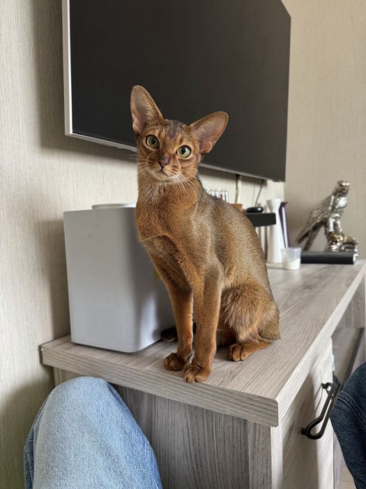 Абиссинские котята