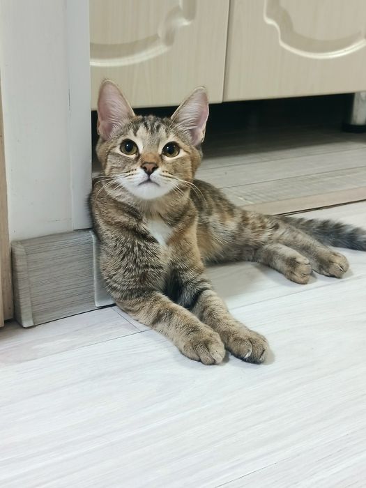 Отдам котенка девочка 5 месяцев