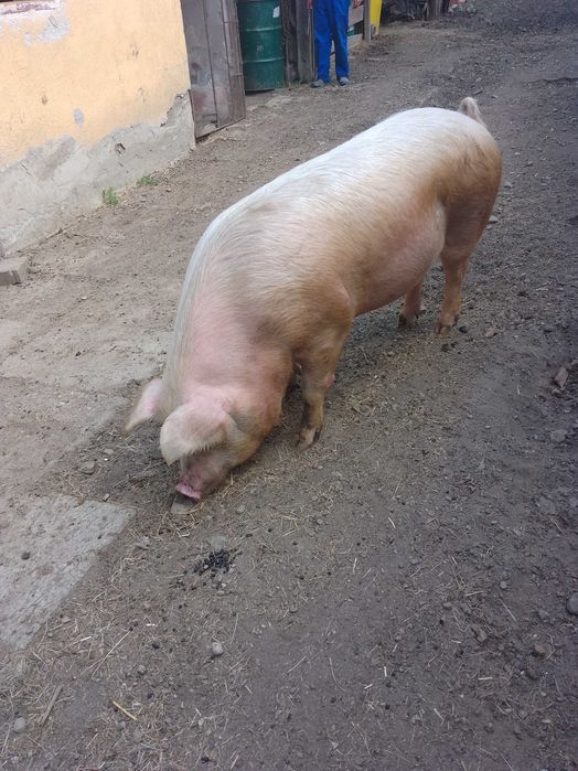 Animale domestice