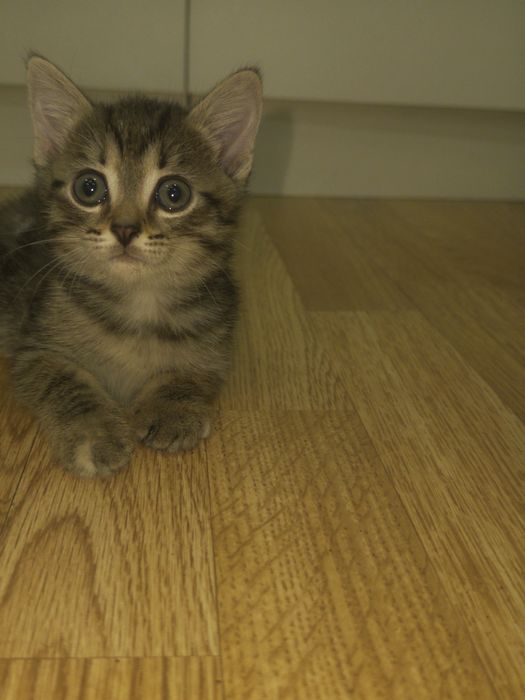 Кошка 1 месяц и 1 неделя