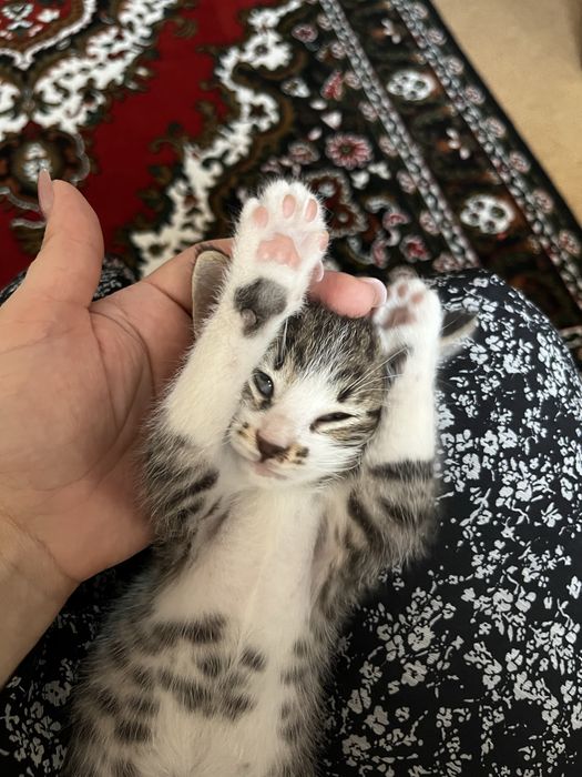 Отдам котенка в добрые руки