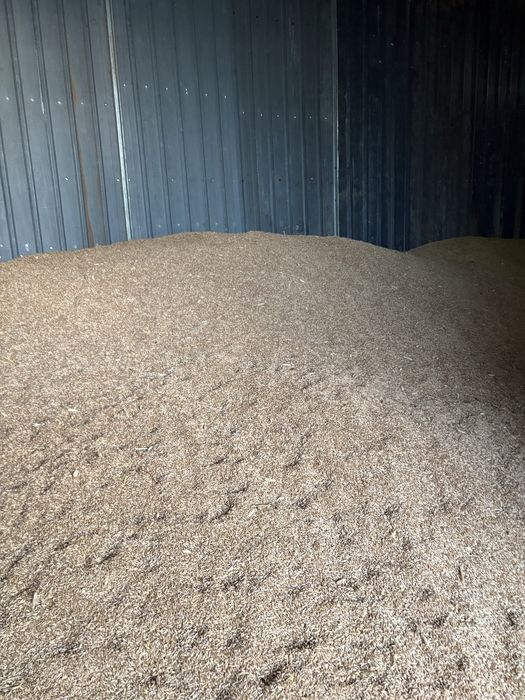 Vând triticale recoltă 2026