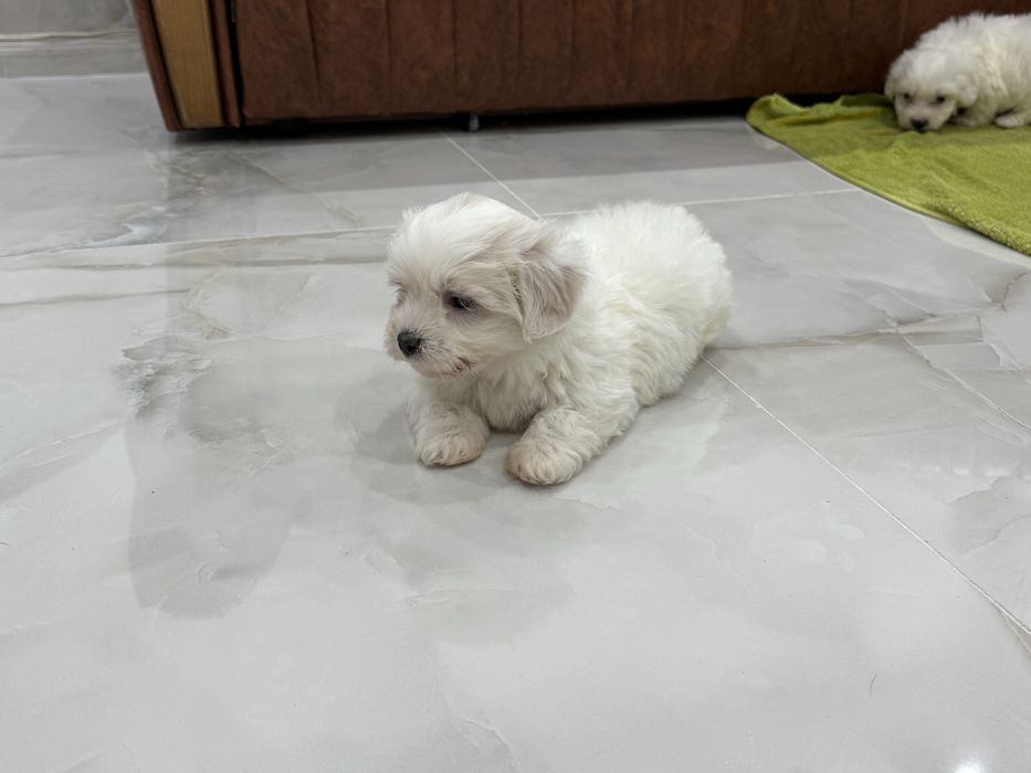 Bishon maltez mini. Rasa pura