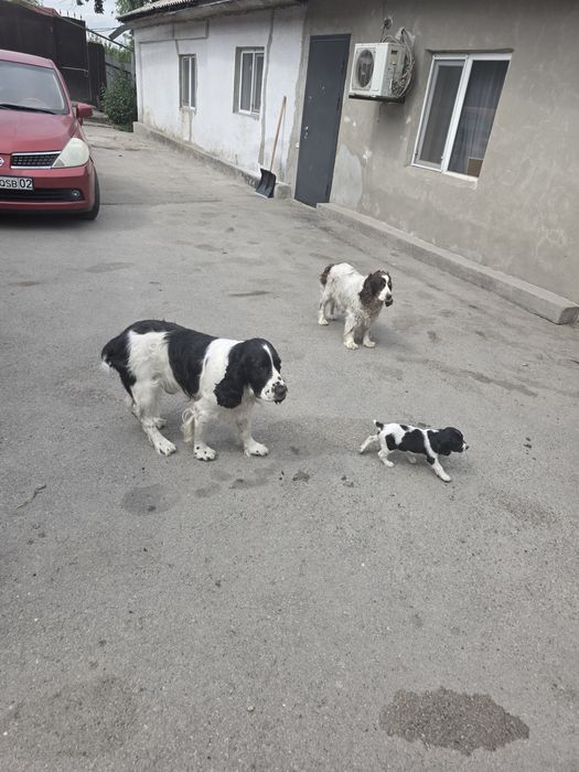 Спаниели от рабочих собак