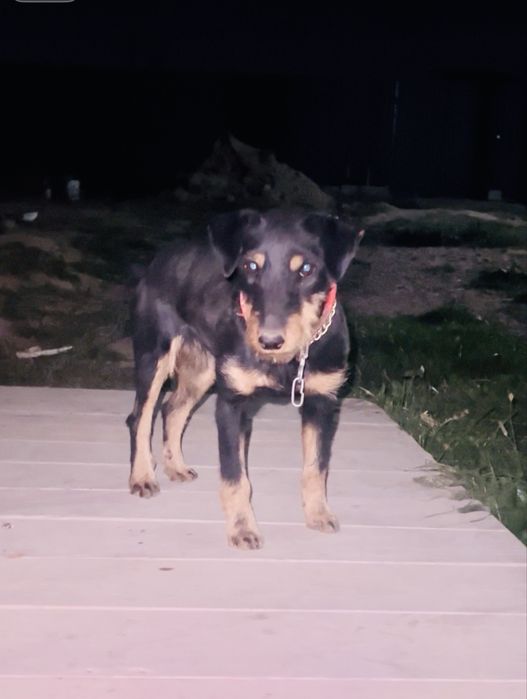 Ягтерьер ургашы 12 ай