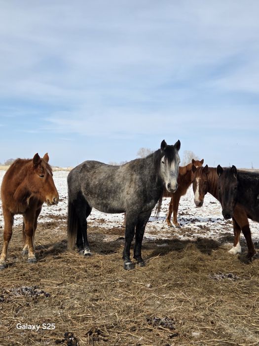 Жеребец ,Айгыр 6 лет