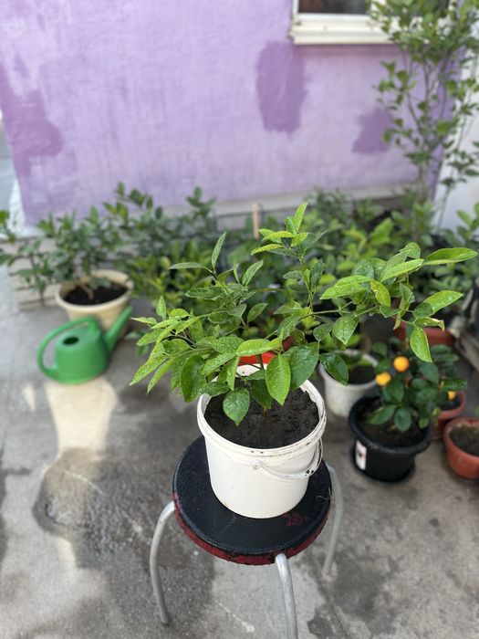 Продам лимон мейра