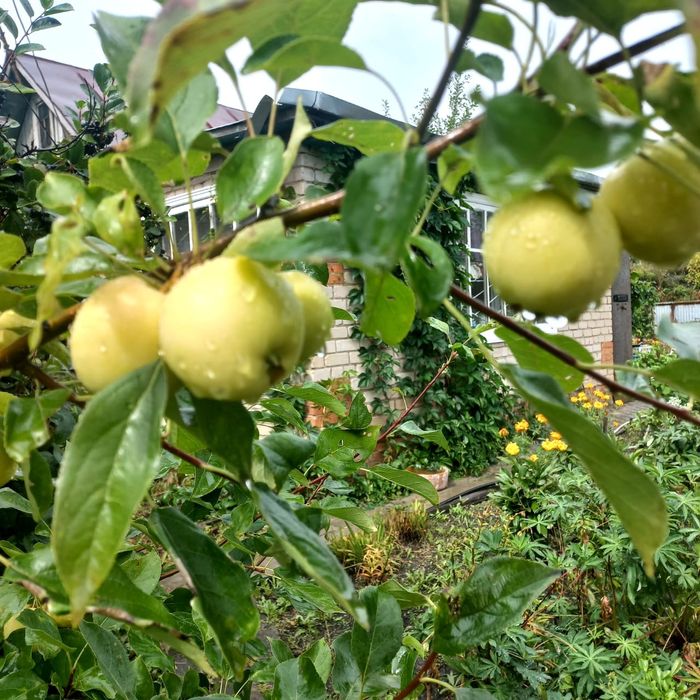 Продам дачу,4 сотки
