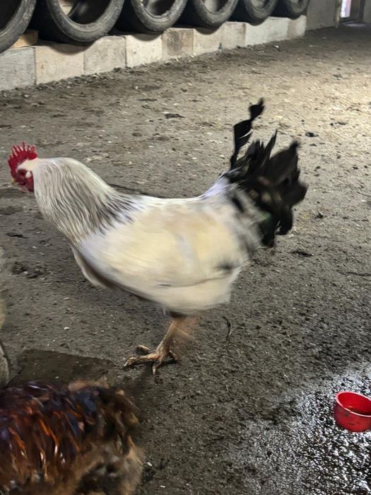 Продам петухов домашних