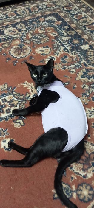 Кошечка в надежные ласковые руки!