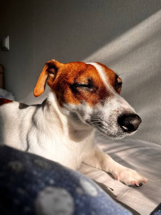 Джек Рассл в Астане