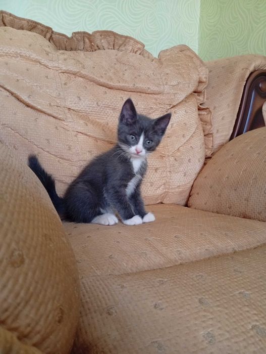 Отдам котят в добрые руки.