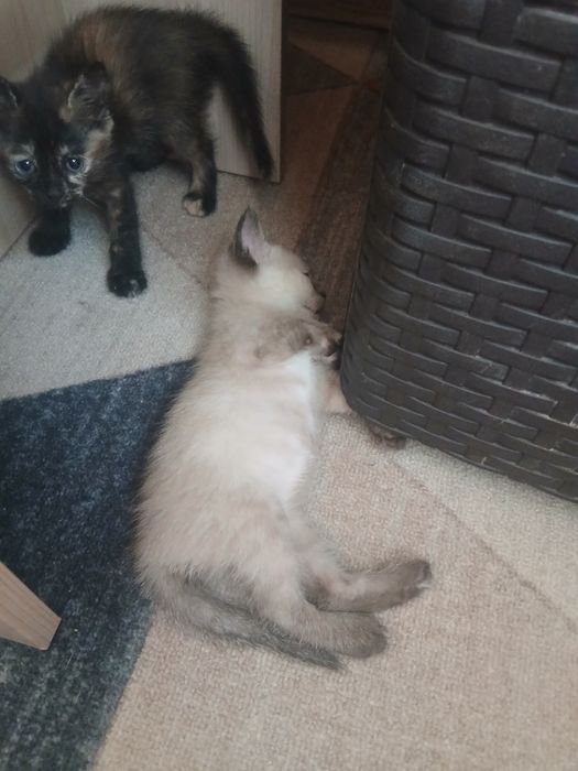 Отдам котят в хорошии руки