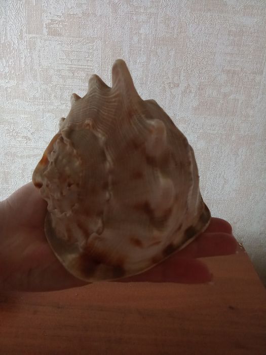 Ракушка и украшения для аквариума