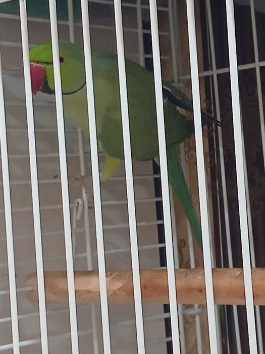 Попугай ожереловый