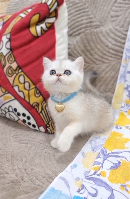 Серебристая шиншила мальчик.