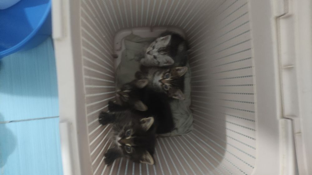 Отдам котят месяц