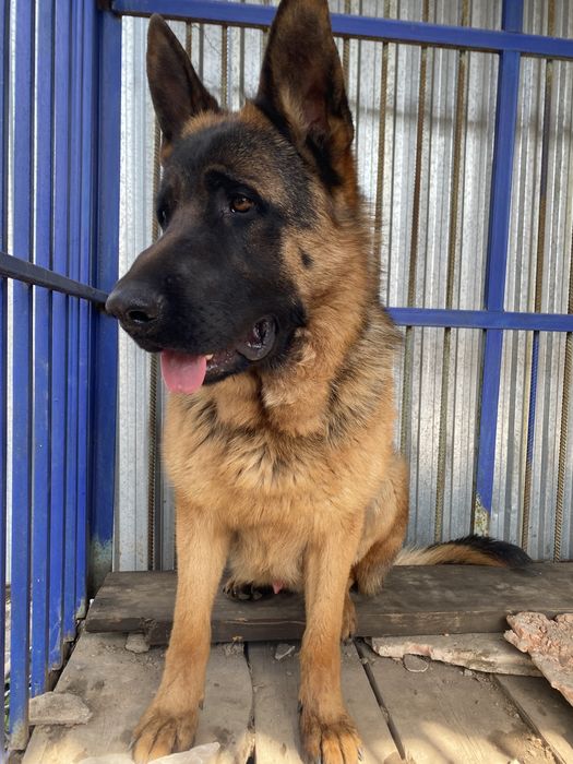 Немецкая овчарка 1 год