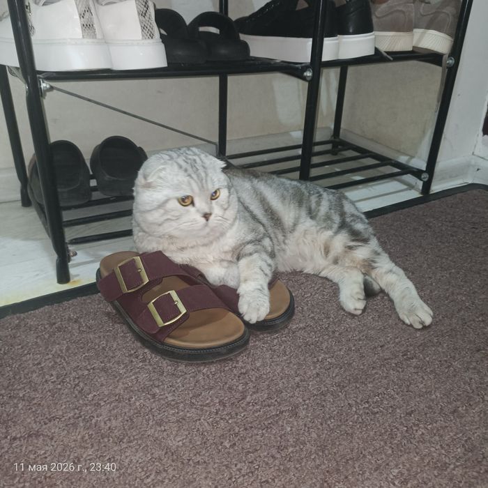 Кошка шотландская вислоухая