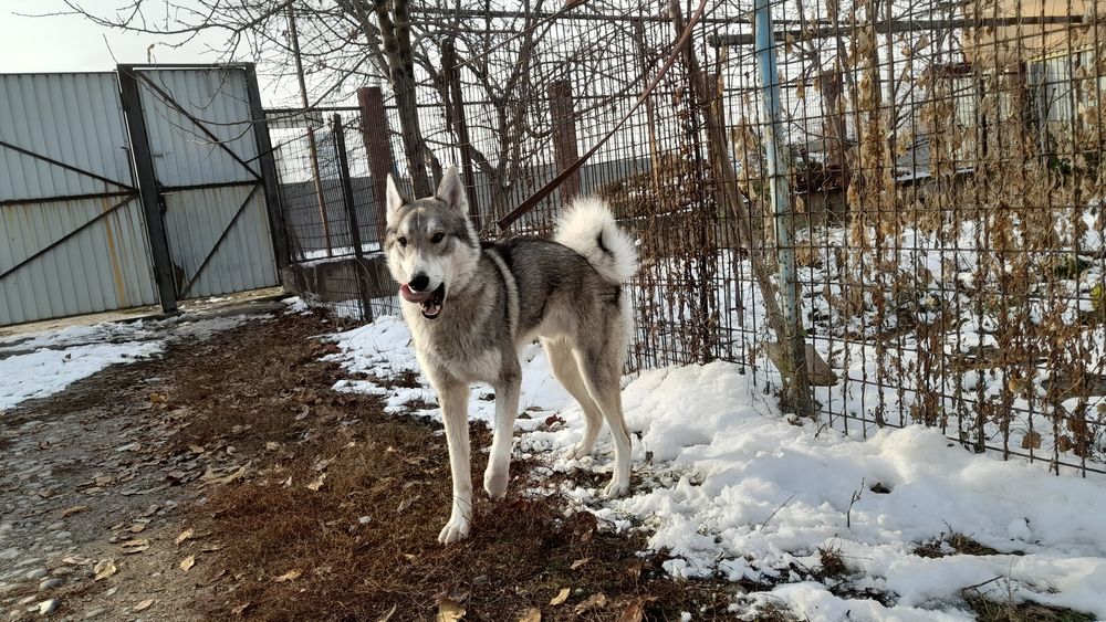 ВЯЗКА. Западно Сибирский Лайка