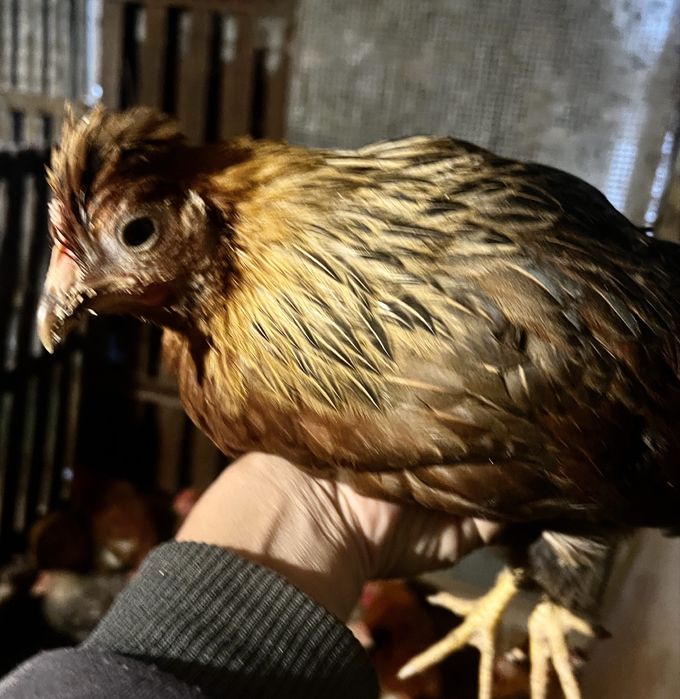 Пилета и пъдпъдъци на различна възраст