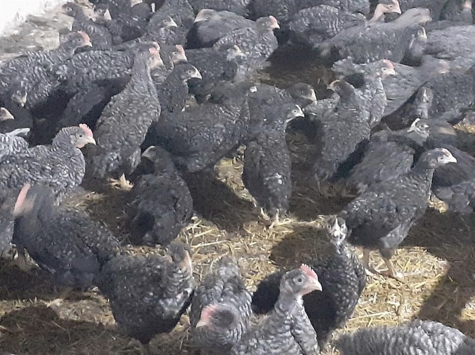 Pui rasa mixta si pui de carne Deveselu • OLX.ro