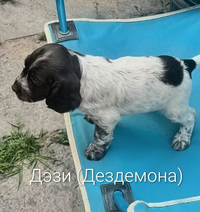Продам Щенков  Русского Спаниеля