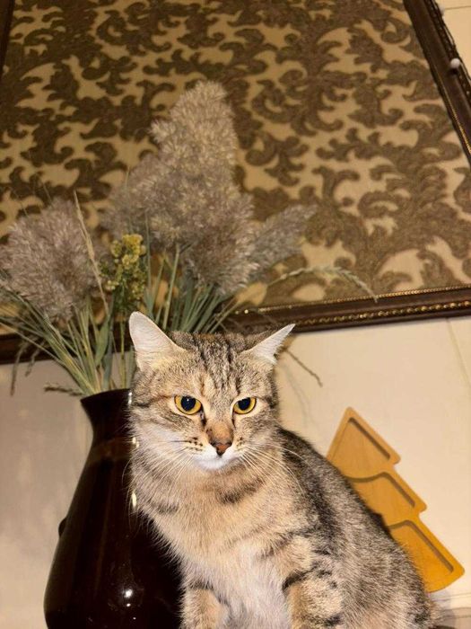 Дарим ласковую кошечку