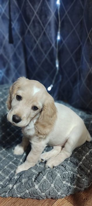 Щенок спаниеля .Девочка