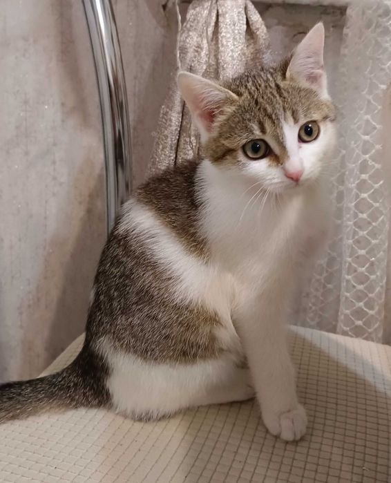 Отдам красивого котенка