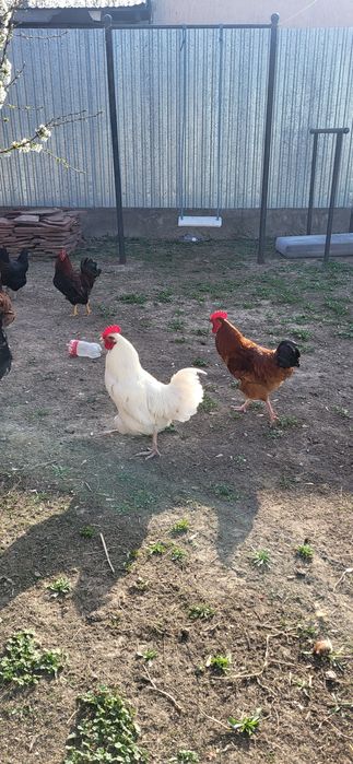 Петух 3-штук  молодой.
