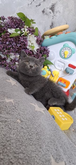 Британские короткошерстные котята