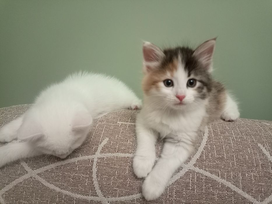 Продаются котята