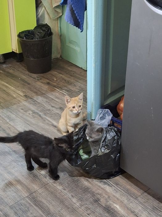 Котята в добрые руки
