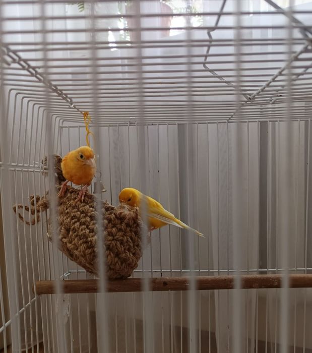 Птичка канарейка