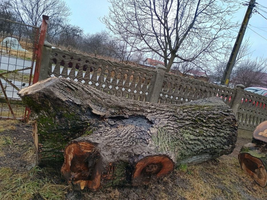 Trunchi de nuc de vânzare