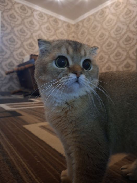 Скотш фолд прадаётся