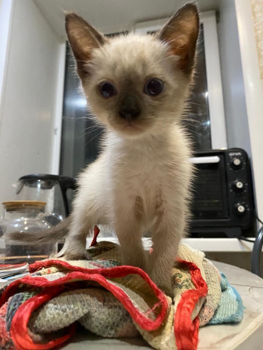 отдам котят малышей в добрые руки