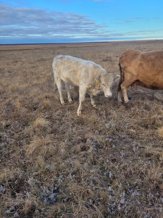 Продам подсосных быков