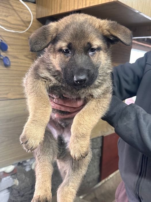 Щенки немецкой овчарки