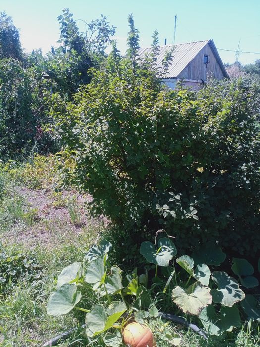 Продам дачу на БАМе срочно