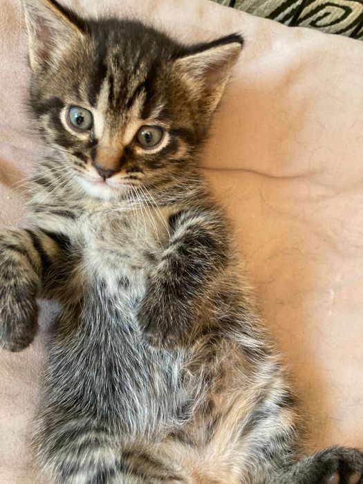Милые, ласковые котята