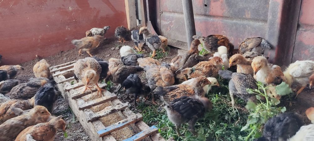 Продам, цыплят, от разных пород, домашних, курей ,