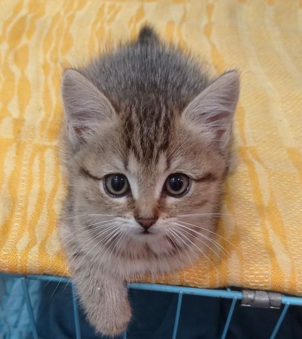 Отдам котят в добрые руки