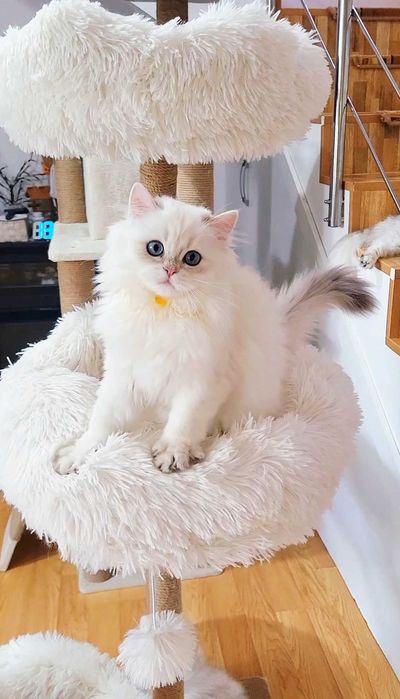 Fetita British longhair cu ochi albastri superba - pedigree, teste genetice negative