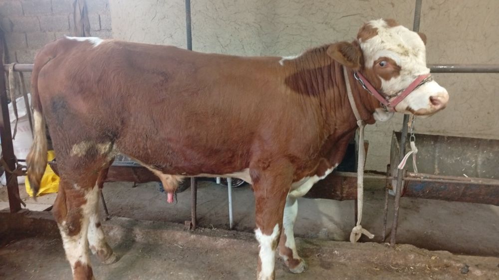 Simmental buqacha sotiladi