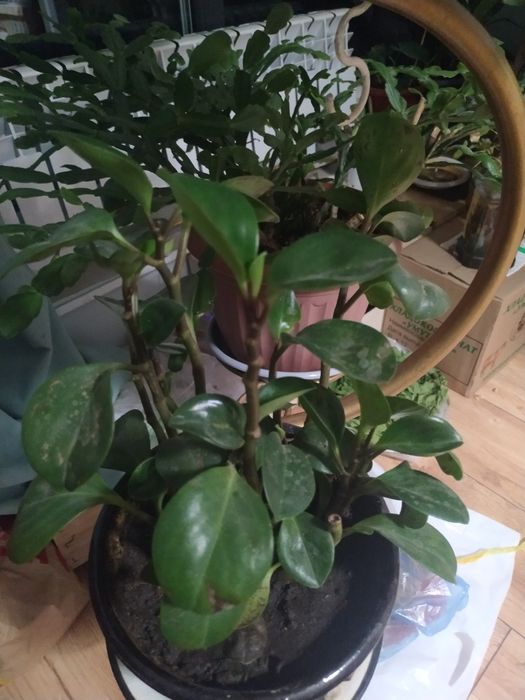 Цветы домашние. Много разных