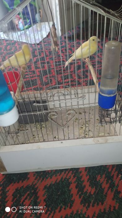 Продаю молодой канарейки 2 месяц